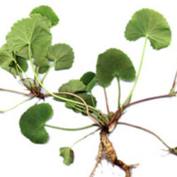 Centella asiática: aliada de las piernas