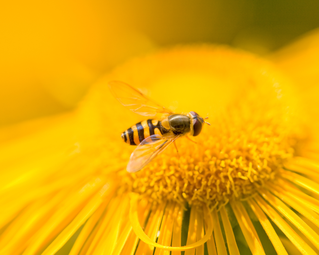 Polinizacion alimentos abejas
