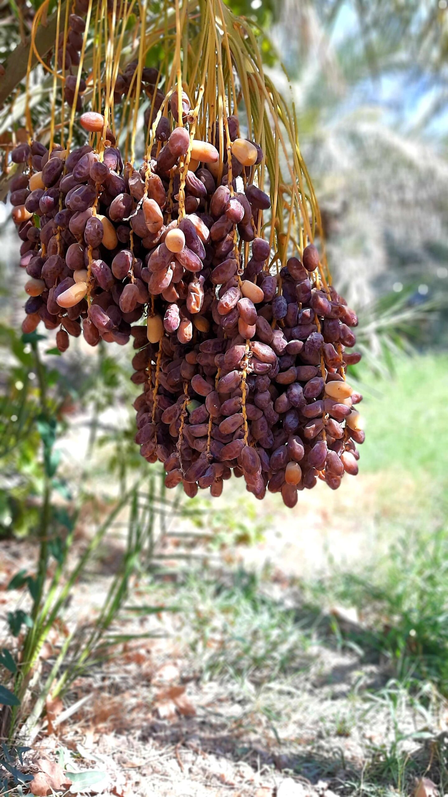 Planta de dátiles